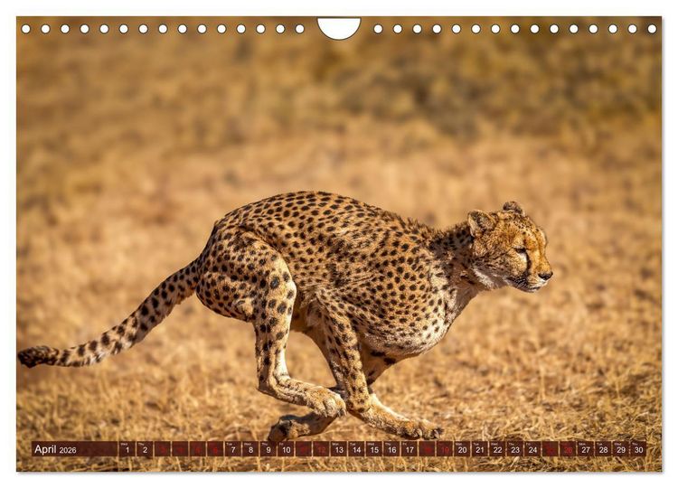 Produktbild: Amazing Cheetahs (Wall Calendar 2026 DIN A4 landscape), CALVENDO 12 Month Wall Calendar