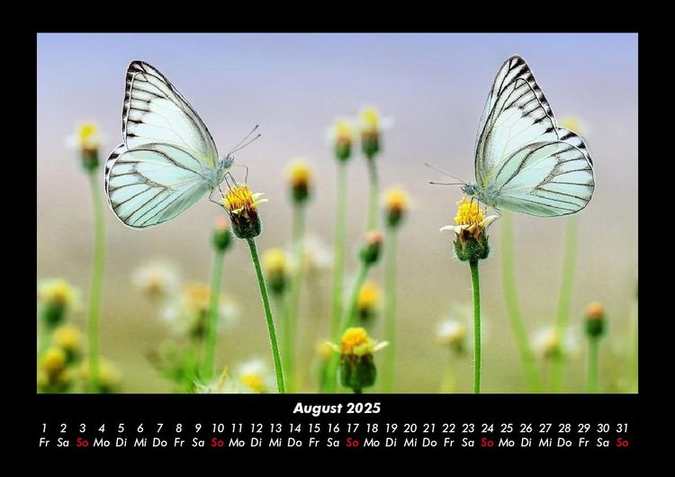 Produktbild: Bunte Pracht der Schmetterlinge 2025 Fotokalender DIN A3