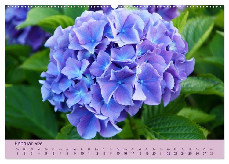 Produktbild: Hortensien 2026. Farbenpr&auml;chtige Impressionen aus dem Garten (Wandkalender 2026 DIN A2 quer), CALVENDO Monatskalender