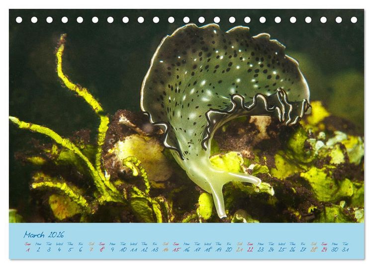 Produktbild: Sea Slugs - Little Wonders - Pure Beauties (Desk Calendar 2026 DIN A5 landscape), CALVENDO 12 Month DeskCalendar