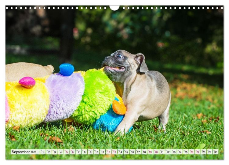Produktbild: Kleine Helden - Franz&ouml;sische Bulldoggen (Wandkalender 2026 DIN A3 quer), CALVENDO Monatskalender