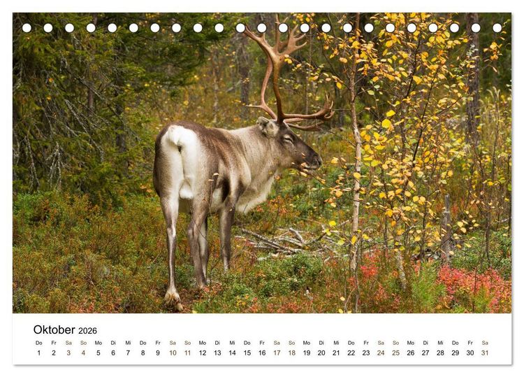 Produktbild: Finnland: eine tierische Entdeckungsreise (Tischkalender 2026 DIN A5 quer), CALVENDO Monatskalender