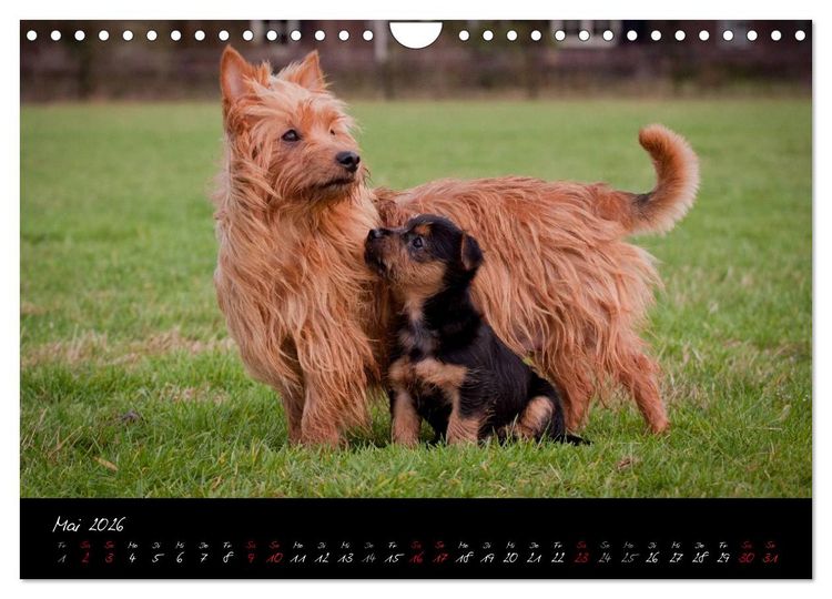 Produktbild: Australian Terrier Welpen (Wandkalender 2026 DIN A4 quer), CALVENDO Monatskalender