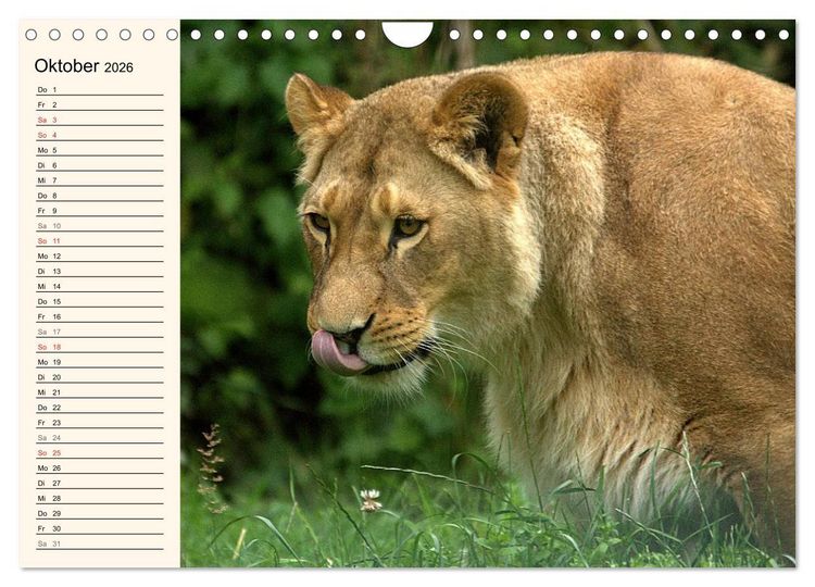 Produktbild: L&ouml;wen (Wandkalender 2026 DIN A4 quer), CALVENDO Monatskalender