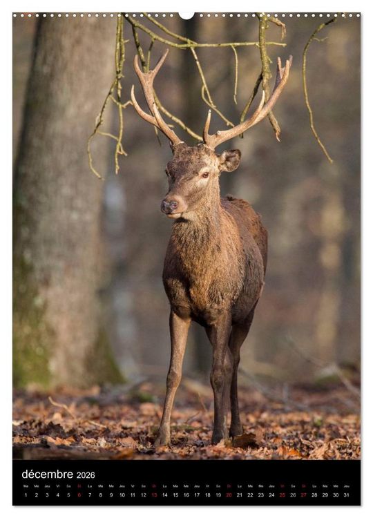 Produktbild: LE CERF EN FRANCE (Calendrier mural 2026 DIN A2 horizontal) calendrier de bureau