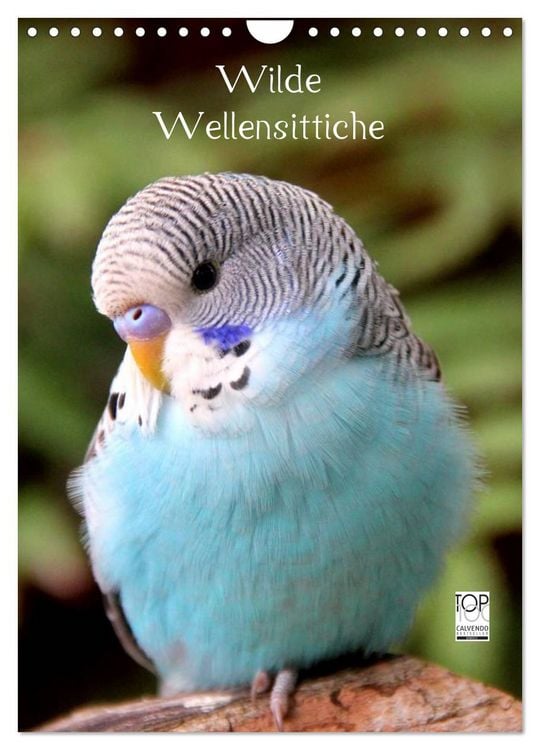 Produktbild: Wilde Wellensittiche (Wandkalender 2026 DIN A4 hoch), CALVENDO Monatskalender