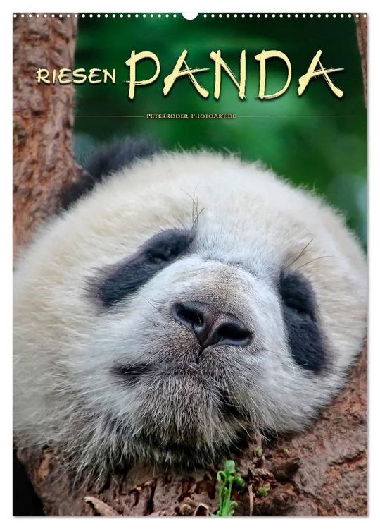 Produktbild: Riesenpanda (Wandkalender 2026 DIN A2 hoch), CALVENDO Monatskalender