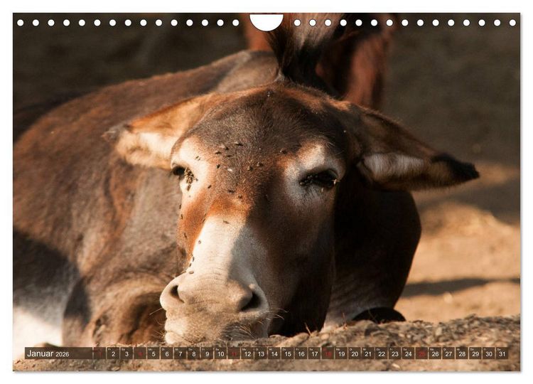 Produktbild: Liebenswerte Langohren - Die Sch&ouml;nheit der Esel (Wandkalender 2026 DIN A4 quer), CALVENDO Monatskalender