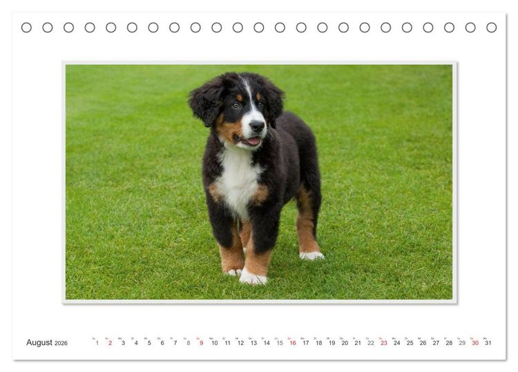 Produktbild: Emotionale Momente: Berner Sennenhund. (Tischkalender 2026 DIN A5 quer), CALVENDO Monatskalender