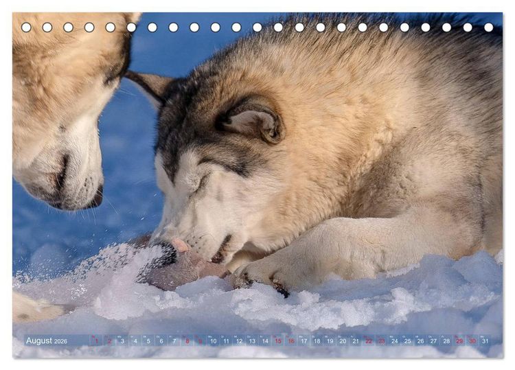 Produktbild: Alaskan Malamute in seinem Element (Tischkalender 2026 DIN A5 quer), CALVENDO Monatskalender