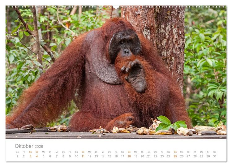 Produktbild: Orang-Utans Menschenaffen auf Borneo (hochwertiger Premium Wandkalender 2026 DIN A2 quer), Kunstdruck in Hochglanz