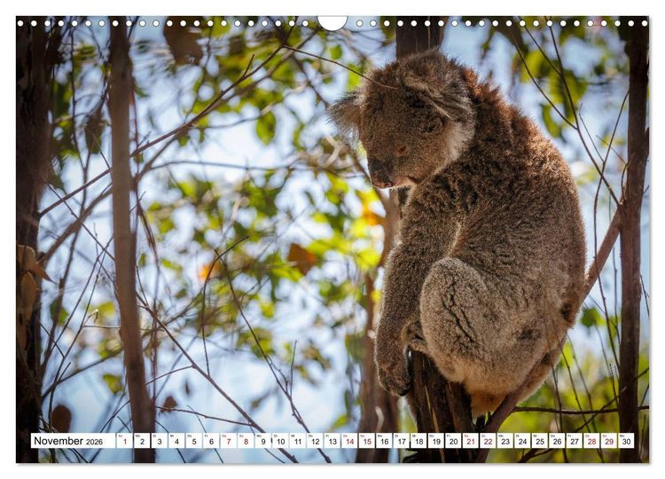 Produktbild: Wildlife Australien (Wandkalender 2026 DIN A3 quer), CALVENDO Monatskalender