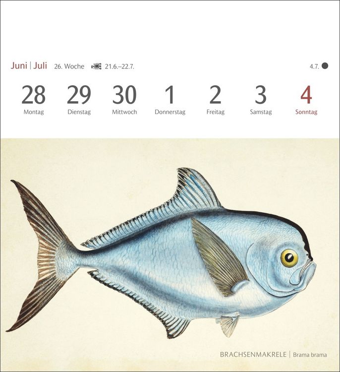 Produktbild: Fische Postkartenkalender 2027 - Postkartenkalender mit 53 historischen Zeichnungen