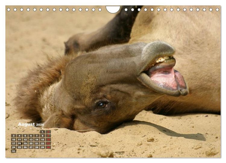 Produktbild: Kamele (Wandkalender 2026 DIN A4 quer), CALVENDO Monatskalender