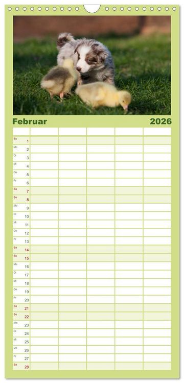 Produktbild: Familienplaner 2026 - Aussie Welpen 2026 mit 5 Spalten (Wandkalender, 21 x 45 cm) CALVENDO