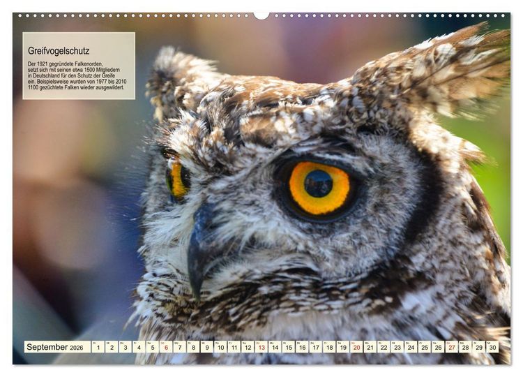 Produktbild: Kulturerbe Falknerei (hochwertiger Premium Wandkalender 2026 DIN A2 quer), Kunstdruck in Hochglanz
