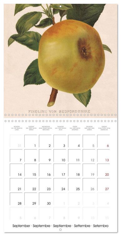 Produktbild: Art & Pomology - Apples 2026 (Wall Calendar 2026 12 &times; 12 Inch) CALVENDO 12 Month Wall Calendar