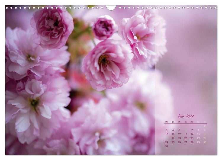 Produktbild: Pretty in Pink - Die Kirschbl&uuml;te (Wandkalender 2027 DIN A3 quer), CALVENDO Monatskalender