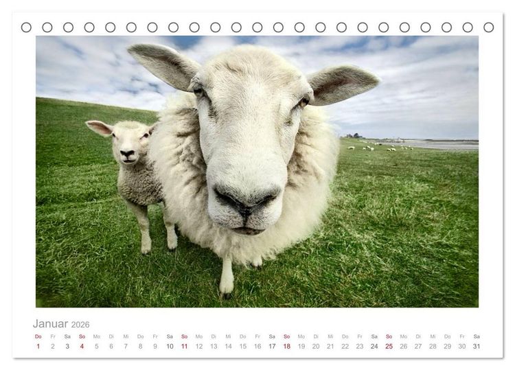 Produktbild: Nordsee Schafe (Tischkalender 2026 DIN A5 quer), CALVENDO Monatskalender