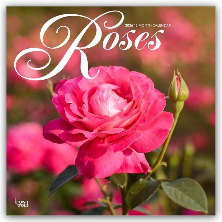 Produktbild: Roses &ndash; Rosen 2026 &ndash; 16-Monatskalender