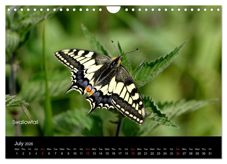 Produktbild: Beautiful British Butterflies (Wall Calendar 2026 DIN A4 landscape), CALVENDO 12 Month Wall Calendar