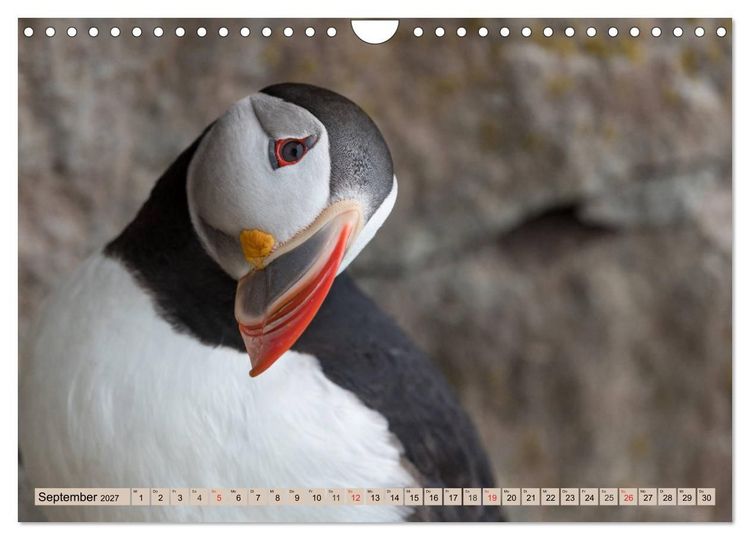 Produktbild: Papageitaucher - Puffins (Wandkalender 2027 DIN A4 quer), CALVENDO Monatskalender