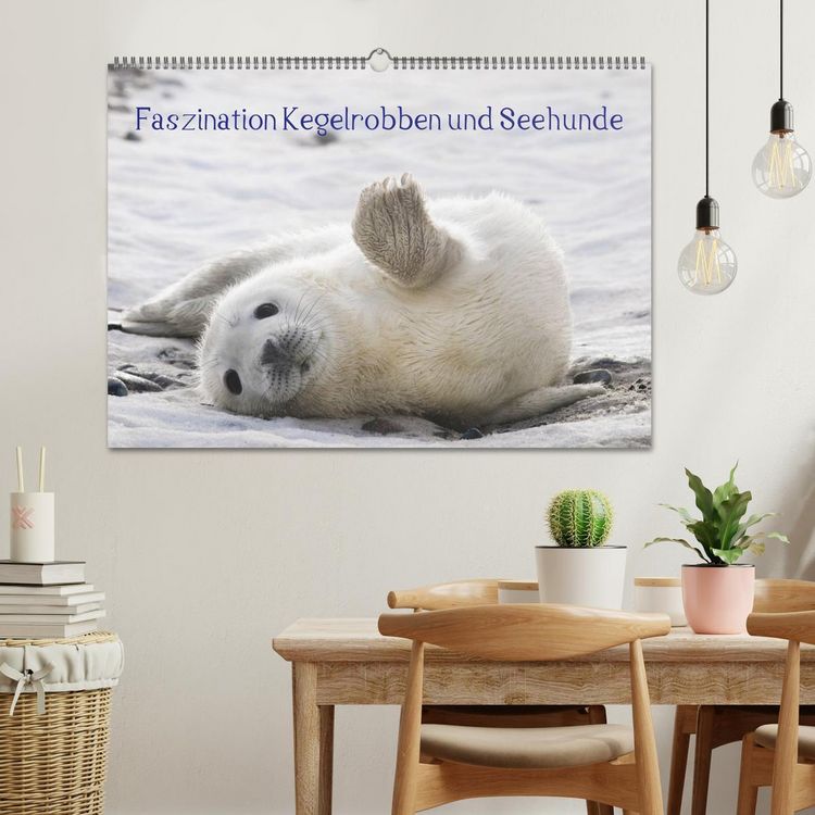 Produktbild: Faszination Kegelrobben und Seehunde 2026 (Wandkalender 2026 DIN A2 quer), CALVENDO Monatskalender