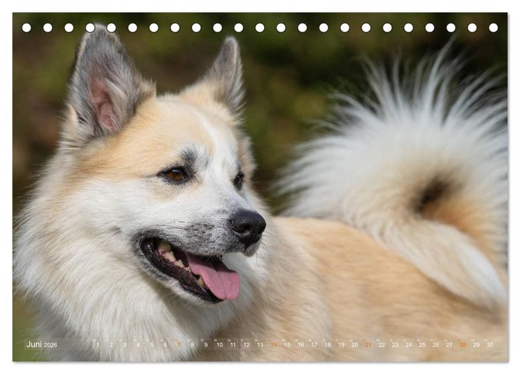 Produktbild: Islandhunde im Portrait (Tischkalender 2026 DIN A5 quer), CALVENDO Monatskalender