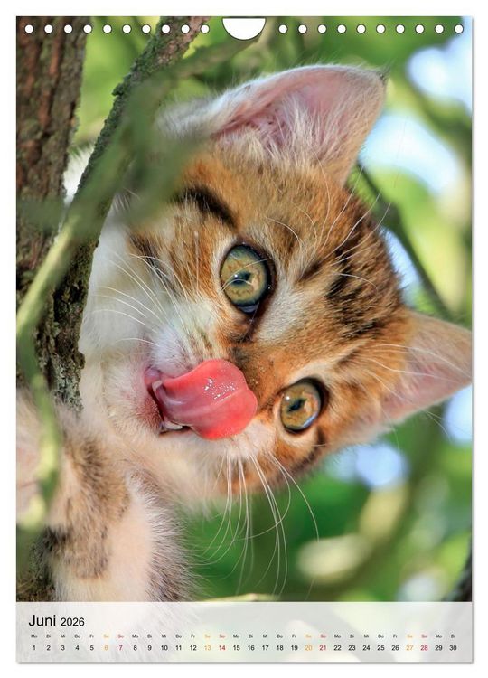 Produktbild: Katzen - s&uuml;&szlig; und kuschelig (Wandkalender 2026 DIN A4 hoch), CALVENDO Monatskalender