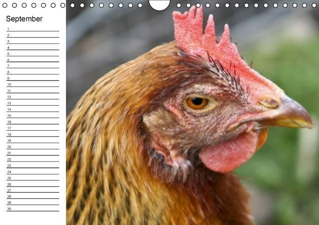 Produktbild: H&uuml;hner / Geburtstagskalender (Wandkalender immerw&auml;hrend DIN A4 quer)
