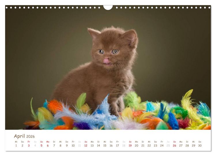 Produktbild: Die Britisch Kurzhaar (Wandkalender 2026 DIN A3 quer), CALVENDO Monatskalender