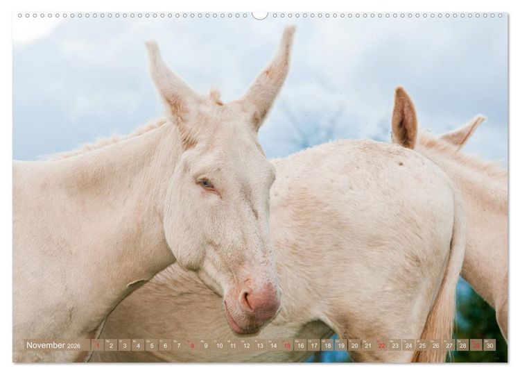 Produktbild: Lichtbringer - &Ouml;sterreichisch-Ungarische Barockesel (hochwertiger Premium Wandkalender 2026 DIN A2 quer), Kunstdruck in Hochglanz