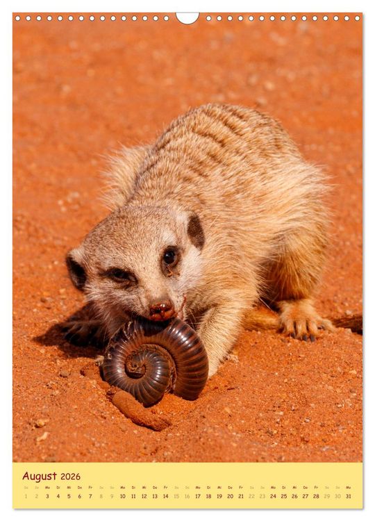 Produktbild: Erdm&auml;nnchen - Eine Kolonie in der Kalahari (Wandkalender 2026 DIN A3 hoch), CALVENDO Monatskalender