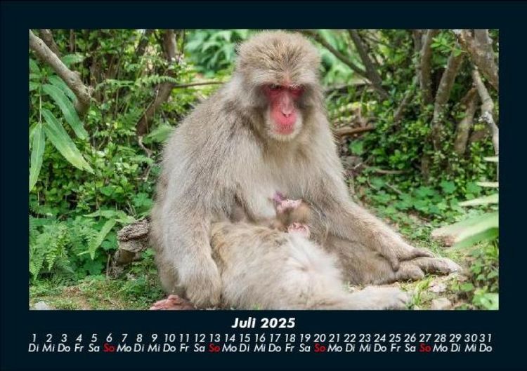 Produktbild: Welt der Affen 2025 Fotokalender DIN A5