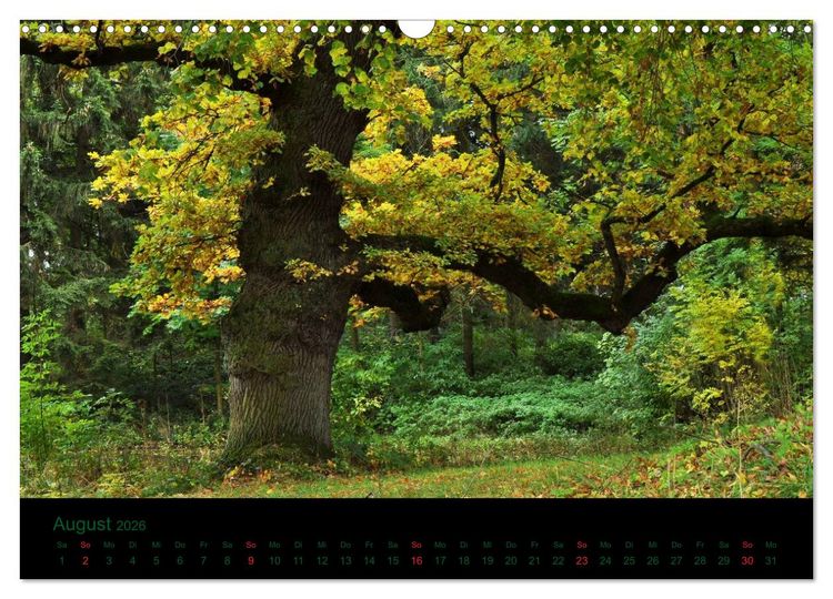 Produktbild: Baumgefl&uuml;ster (Wandkalender 2026 DIN A3 quer), CALVENDO Monatskalender