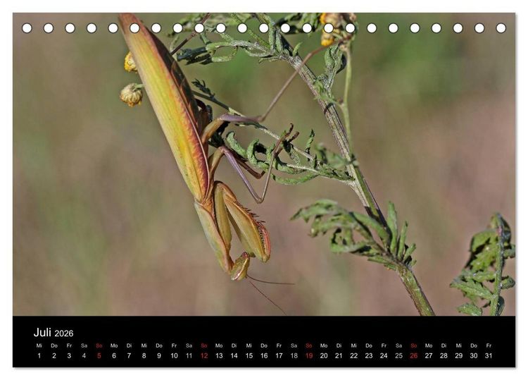 Produktbild: Faszination Gottesanbeterin - Die Welt der Mantis (Tischkalender 2026 DIN A5 quer), CALVENDO Monatskalender