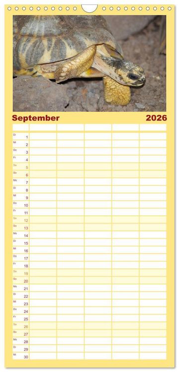 Produktbild: Familienplaner 2026 - Schildkr&ouml;ten - Gepanzerte Urzeitwesen mit 5 Spalten (Wandkalender, 21 x 45 cm) CALVENDO