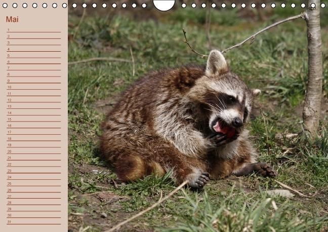 Produktbild: Waschb&auml;ren / Geburtstagskalender (Wandkalender immerw&auml;hrend DIN A4 quer)