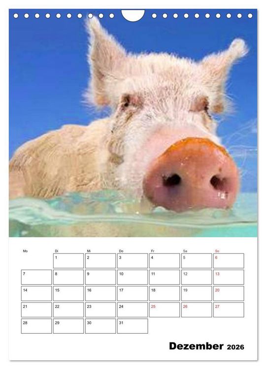 Produktbild: Schweine auf den Bahamas! (Wandkalender 2026 DIN A4 hoch), CALVENDO Monatskalender