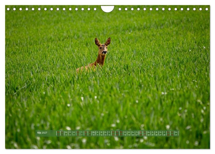 Produktbild: Feldansichten (Wandkalender 2027 DIN A4 quer), CALVENDO Monatskalender