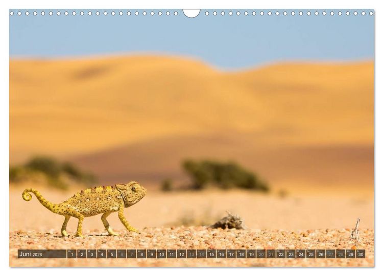 Produktbild: Wildes Namibia (Wandkalender 2026 DIN A3 quer), CALVENDO Monatskalender