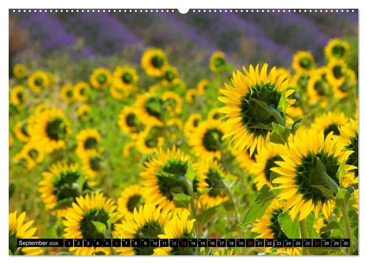 Produktbild: Provence (Wandkalender 2026 DIN A2 quer), CALVENDO Monatskalender