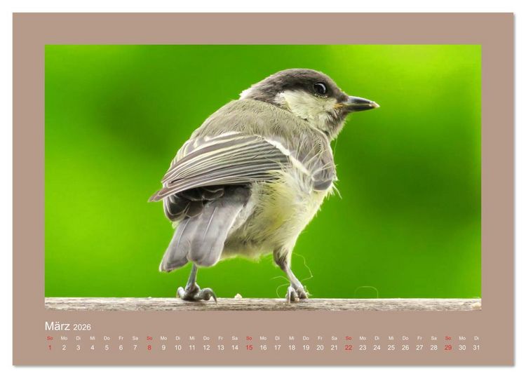 Produktbild: Vogelportr&auml;ts - Heimische V&ouml;gel auf meinem Balkon (Tischkalender 2026 DIN A5 quer), CALVENDO Monatskalender
