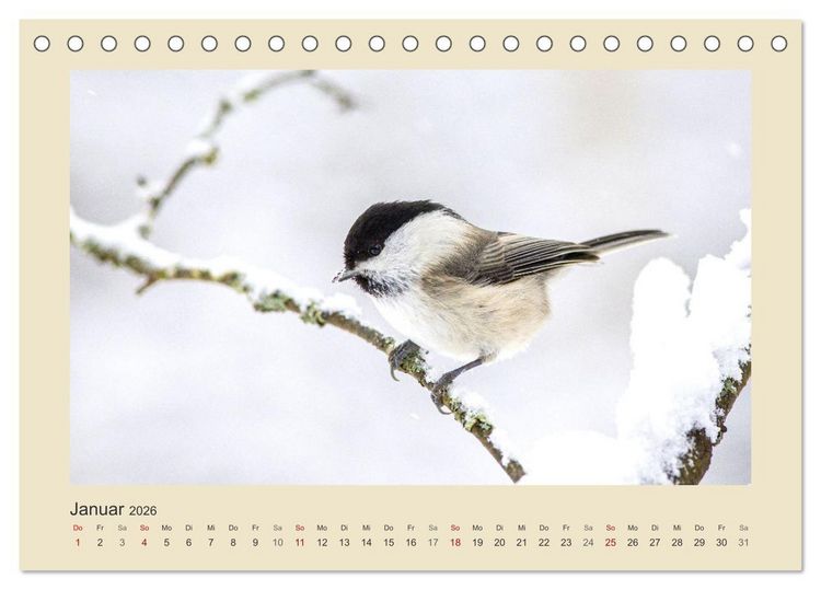 Produktbild: Tiere im Wald. Bezaubernde Begegnungen (Tischkalender 2026 DIN A5 quer), CALVENDO Monatskalender