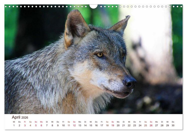 Produktbild: W&ouml;lfe 2026. Tierische Impressionen (Wandkalender 2026 DIN A3 quer), CALVENDO Monatskalender