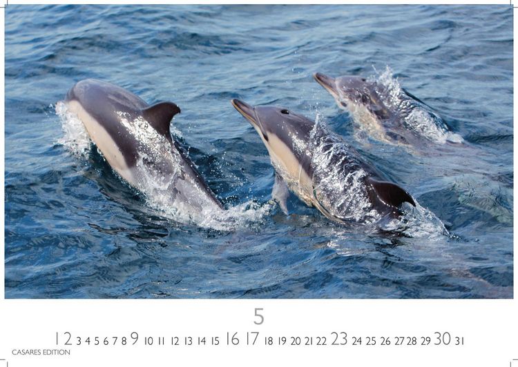 Produktbild: Wale und Delfine Kalender 2027 &ndash; Wandkalender | Fotokalender Tierkalender 35x50cm Grosses Format - Hochwertige Fotografien von Walen und Delfinen, die jeden Monat begeistern.