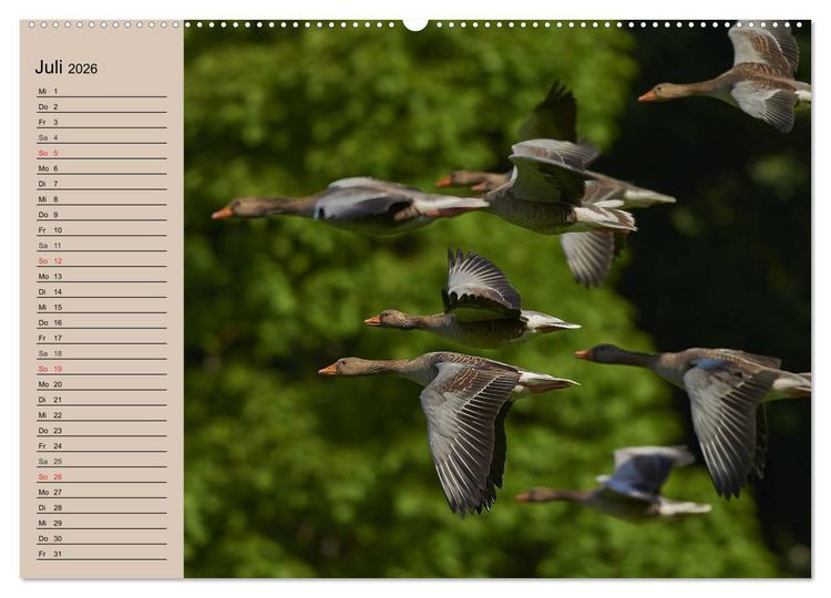 Produktbild: G&auml;nse und Enten. Schnattern, watscheln, quaken! (Wandkalender 2026 DIN A2 quer), CALVENDO Monatskalender