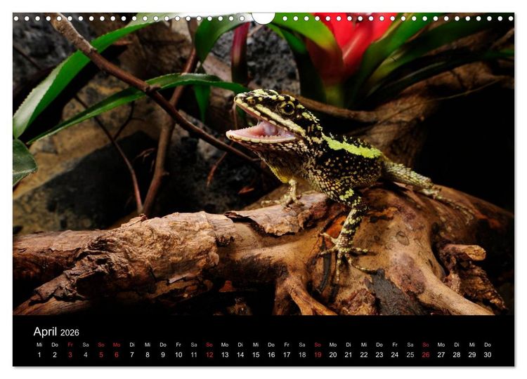 Produktbild: REPTILIEN IM TERRARIUM (Wandkalender 2026 DIN A3 quer), CALVENDO Monatskalender