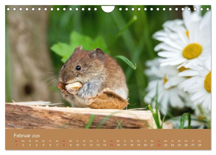 Produktbild: M&auml;usetanz (Wandkalender 2026 DIN A4 quer), CALVENDO Monatskalender