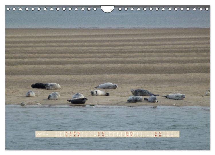 Produktbild: Unendliche Weite Sylts - Faszinierende Landschaftsaufnahmen (Wandkalender 2026 DIN A4 quer), CALVENDO Monatskalender